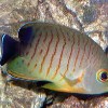 EIBLS ANGELFISH, centropyge ebli klausewitz. USD. 1.00