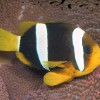 Clarkii Anemonfish
