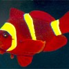 Clown Maroon