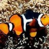True Perculla Anemonish