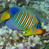 INDIAN REGALFISH, Pygoplites Diacanthus. USD. 7.00