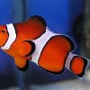 False Clown Anemonfish